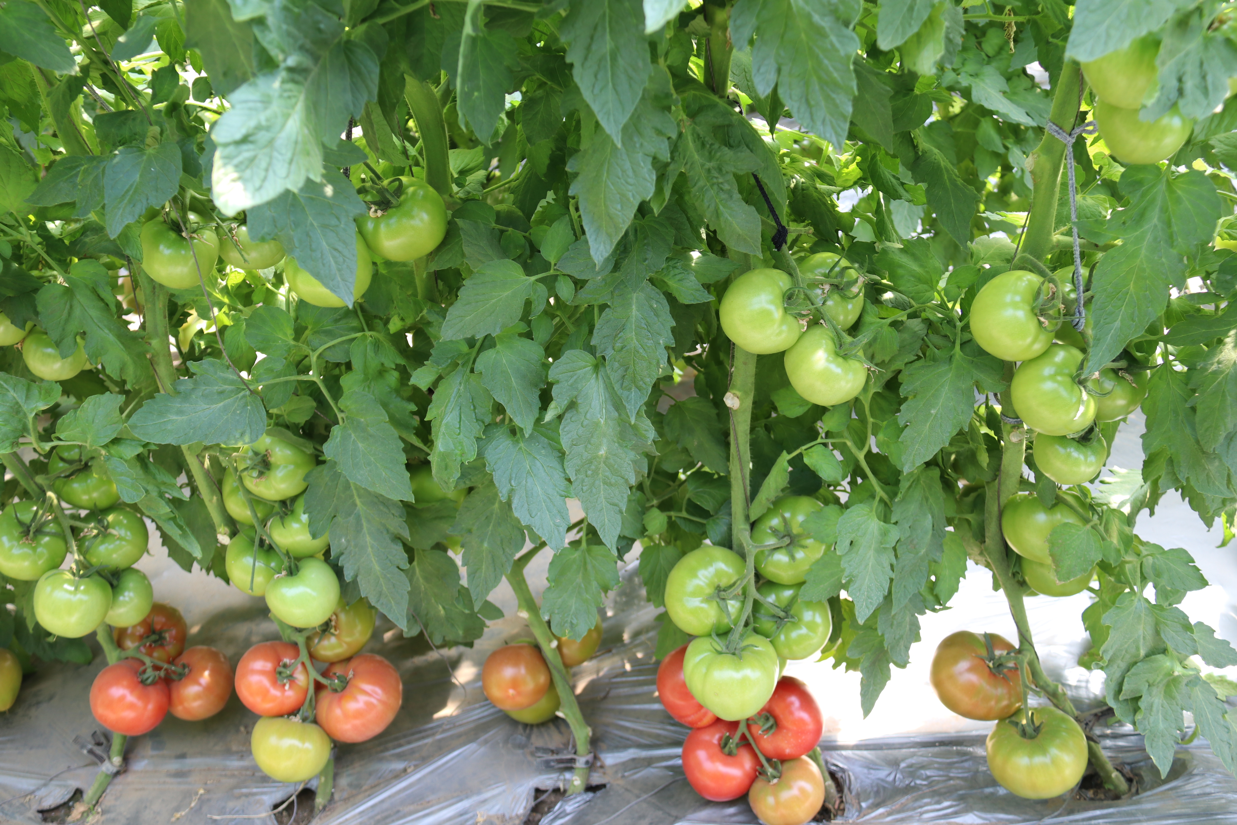 千亿国际(中国区)唯一官方网站